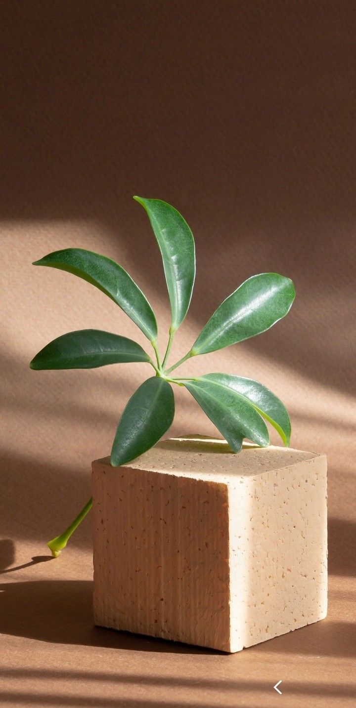 芳療的力量